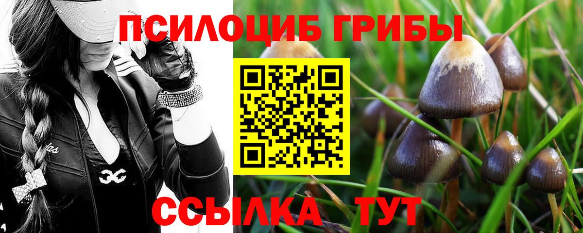 Псилоцибиновые грибы Cubensis  где продают   Псилоцибиновые грибы мицелий  Курск  Вход с VPN 